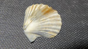 Pectinid