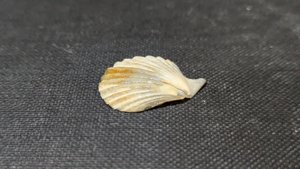 Pectinid