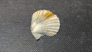 Pectinid