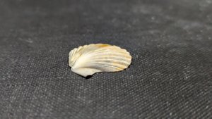 Pectinid