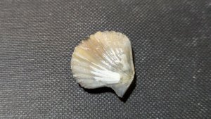 Pectinid