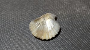 Pectinid