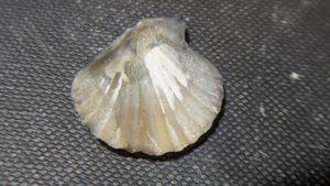 Pectinid