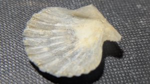 Pectinid