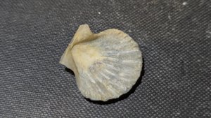 Pectinid