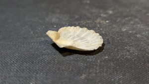 Pectinid