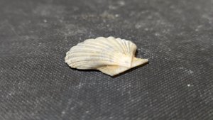 Pectinid