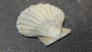 Pectinid