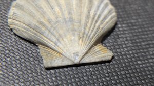 Pectinid