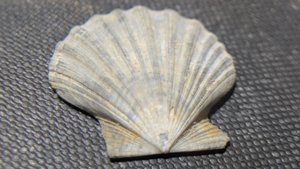 Pectinid