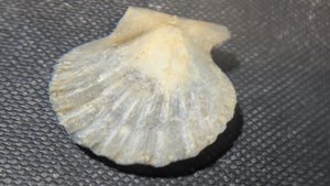 Pectinid