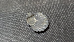 Pectinid