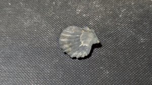 Pectinid