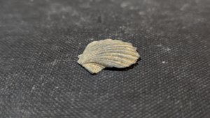 Pectinid