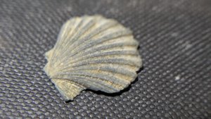 Pectinid