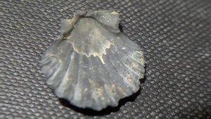 Pectinid