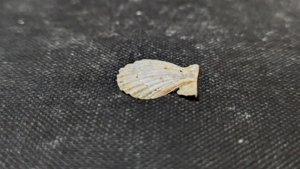 Pectinid