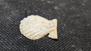 Pectinid