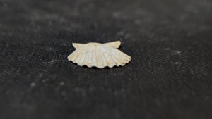 Pectinid