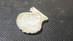 Pectinid