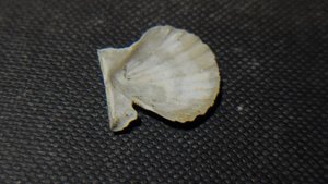 Pectinid