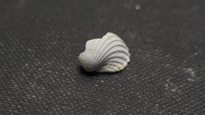 Bivalve