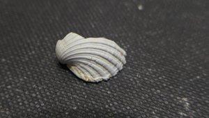 Bivalve