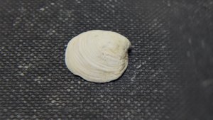 Bivalve