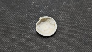 Bivalve