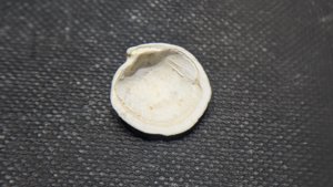 Bivalve
