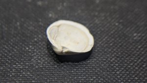 Bivalve
