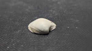 Bivalve