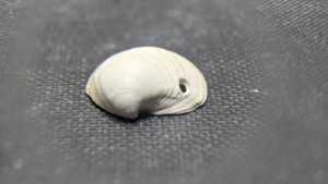Bivalve - a predation hole can be seen