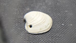 Bivalve - a predation hole can be seen