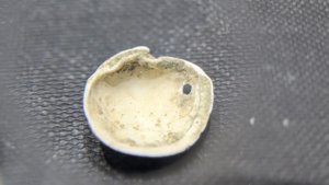 Bivalve - a predation hole can be seen