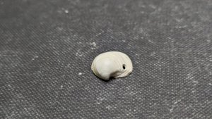 Bivalve - a predation hole can be seen