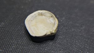 Bivalve - Inside. Muscle scars can be seen at the two attachment points