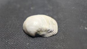 Bivalve