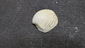 Bivalve