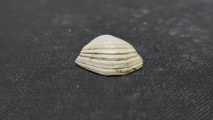 Bivalve