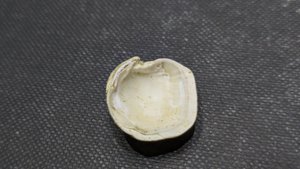 Bivalve - Inside. Muscle scars can be seen at the two attachment points