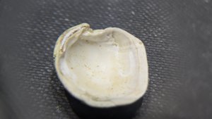 Bivalve - Inside. Muscle scars can be seen at the two attachment points