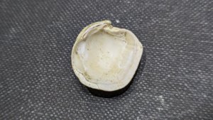 Bivalve - Inside. Muscle scars can be seen at the two attachment points