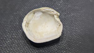 Bivalve - Inside. Muscle scars can be seen at the two attachment points