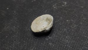 Bivalve