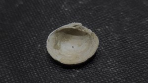 Bivalve