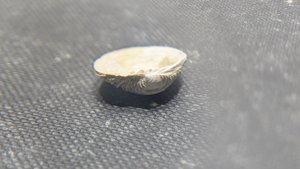 Bivalve