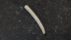 Scaphopod