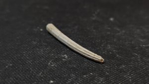 Scaphopod
