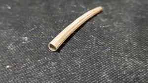 Scaphopod